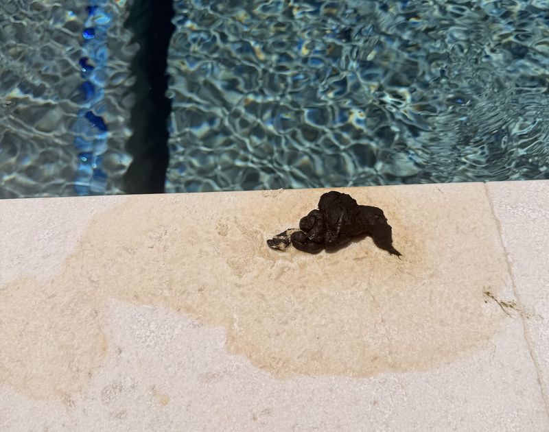Keep your distance and handle droppings carefully