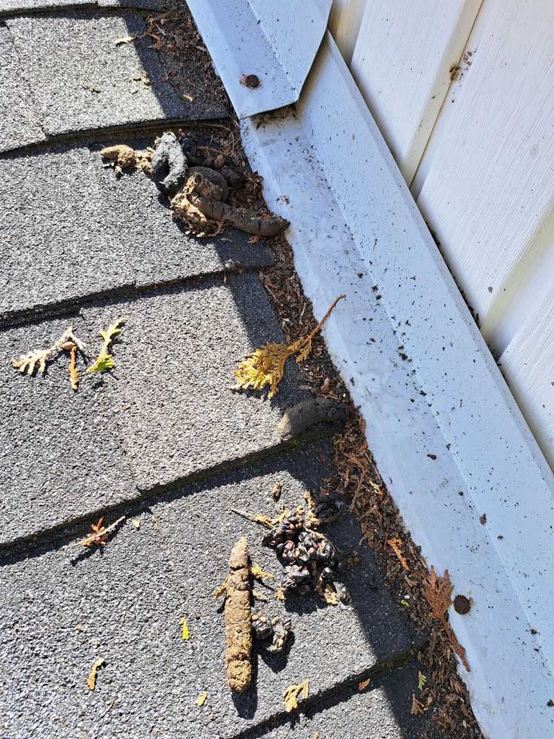 Keep your distance, especially around raccoon feces