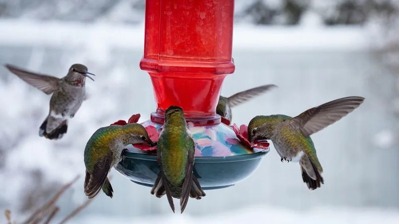 Keeping a feeder up does not delay migration