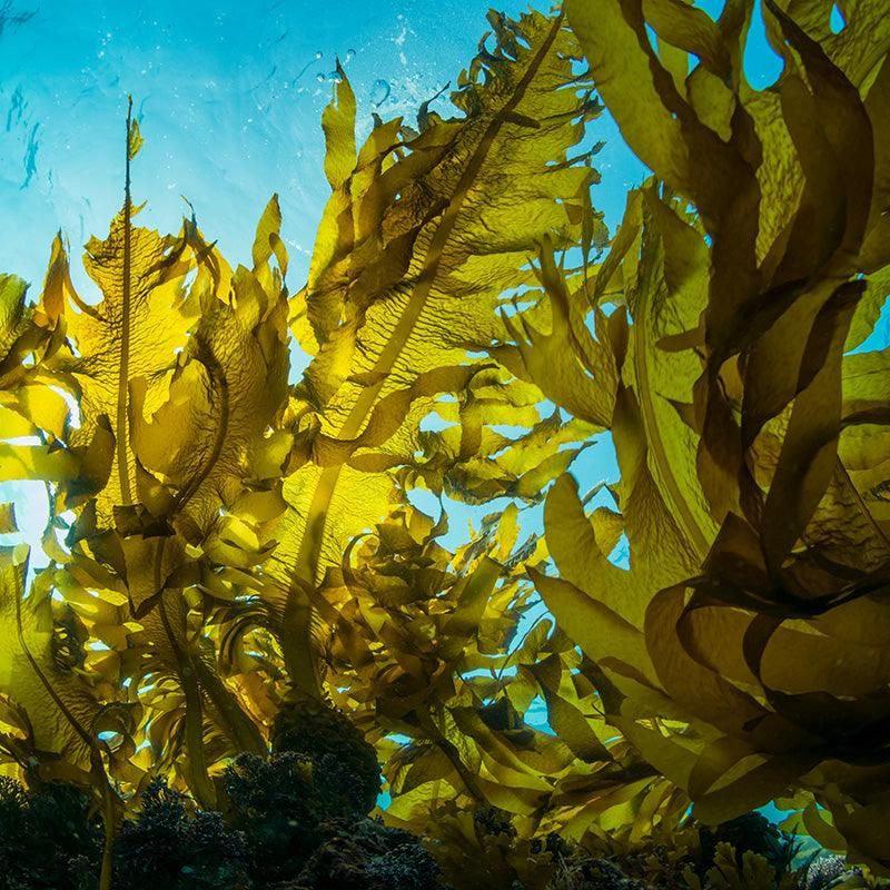 Kelp Meal