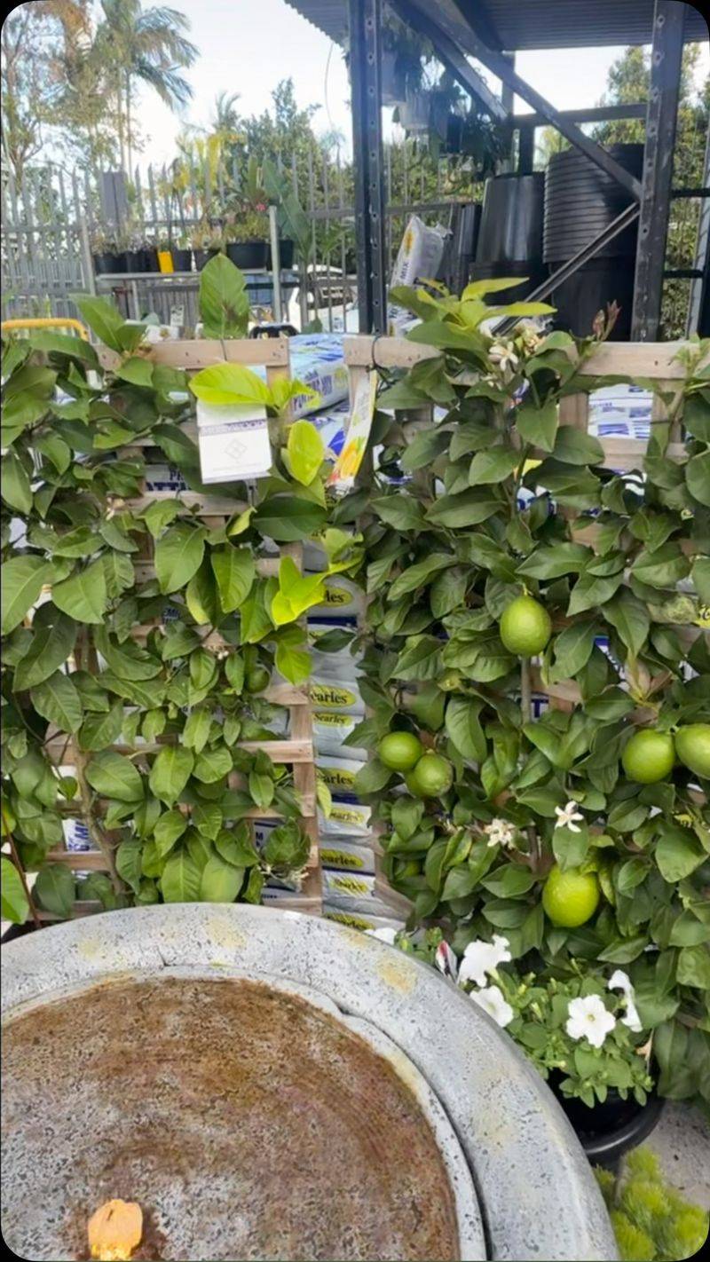 Key Lime