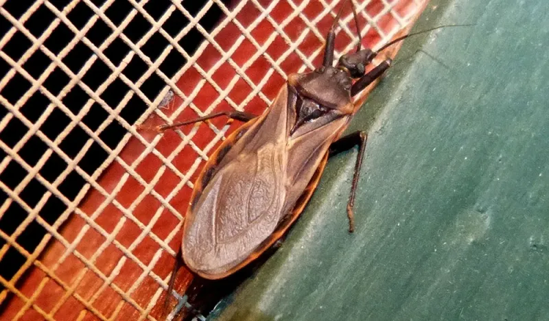Kissing bugs are long-established in Texas