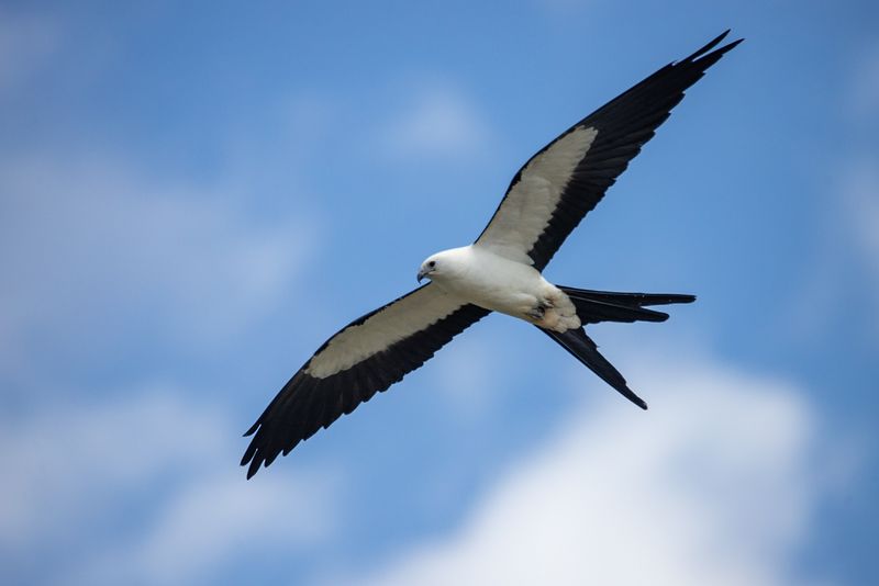 Kites hunt on the wing, not at feeders Kites hunt on the wing, not at feeders