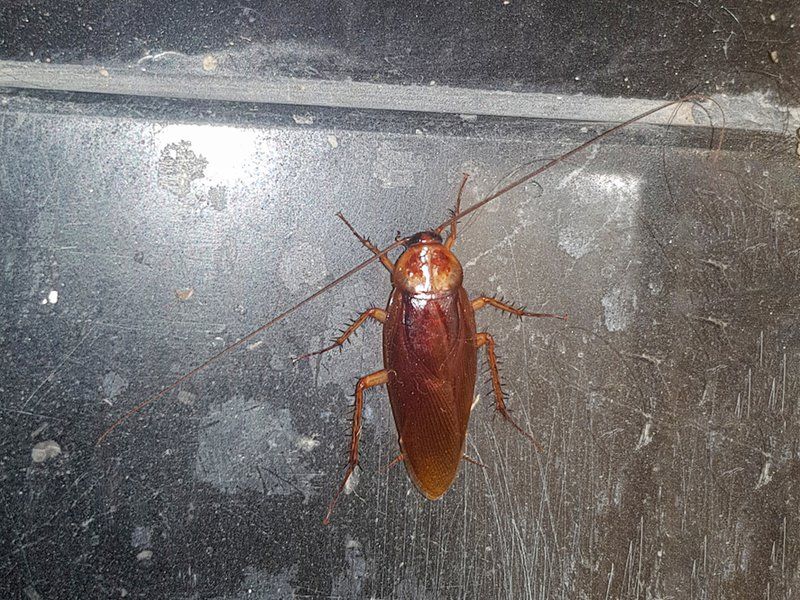 Know When to Identify or Treat the Pest