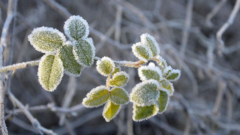 Know Your Frost Dates and Cold Spots