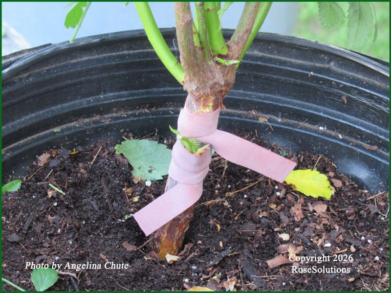 Know what an own-root cutting can reproduce