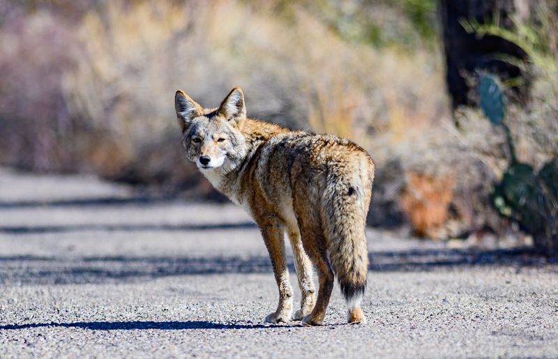 Know when to contact animal control or seek medical advice