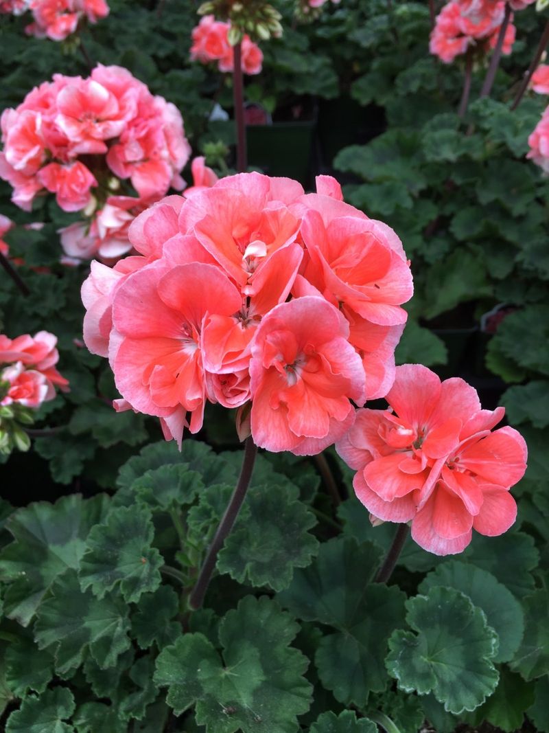 Know which “geranium” you’re saving