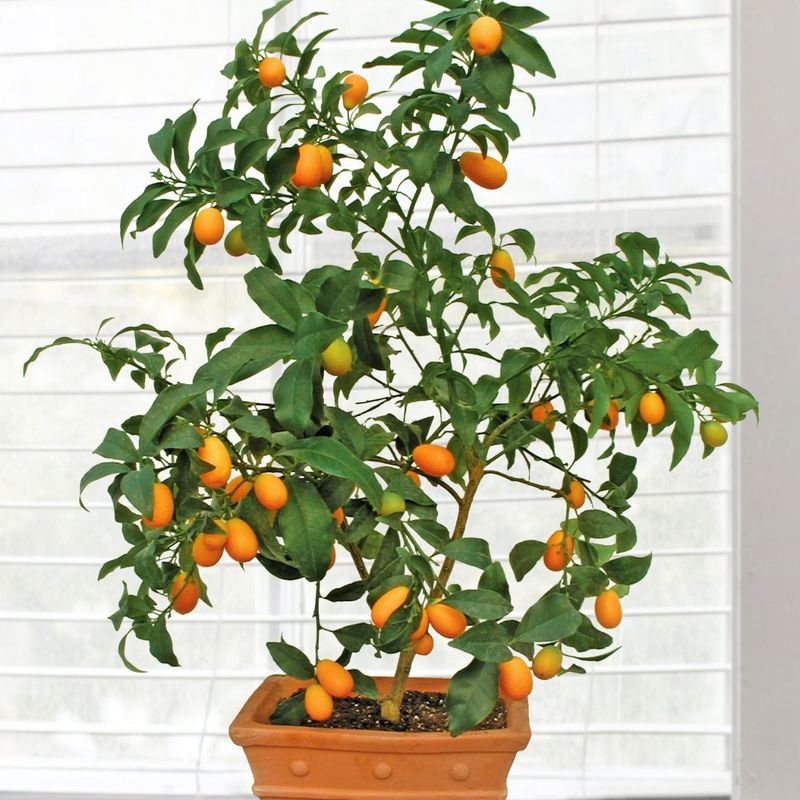 Kumquat