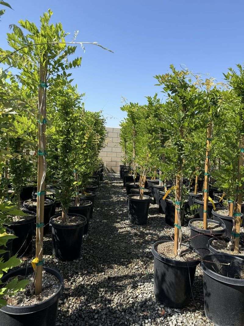 La Verne Nursery