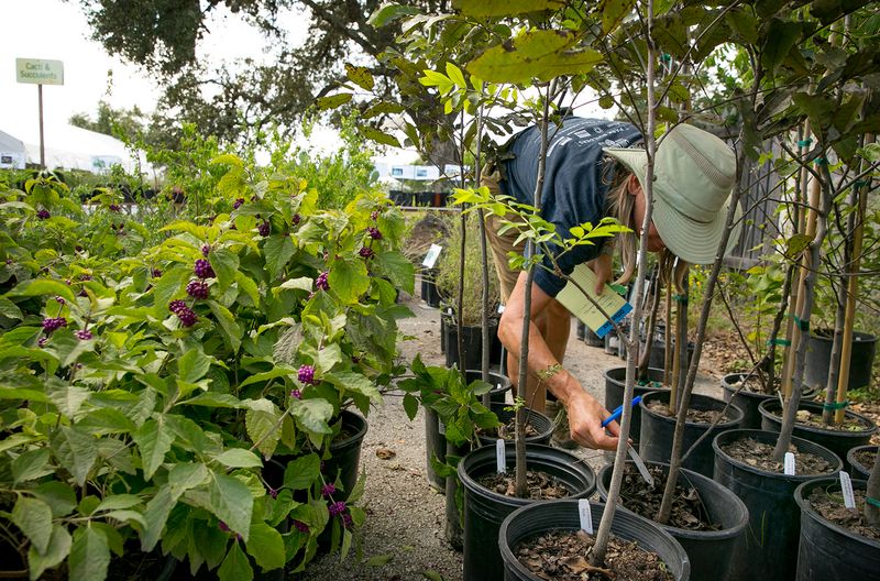 Lady Bird Johnson Wildflower Center Fall Plant Sale, Austin