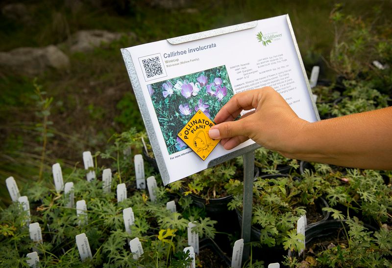 Lady Bird Johnson Wildflower Center Fall Plant Sale, Austin