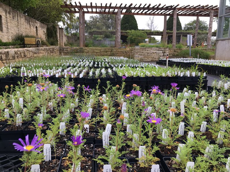 Lady Bird Johnson Wildflower Center Plant Sales