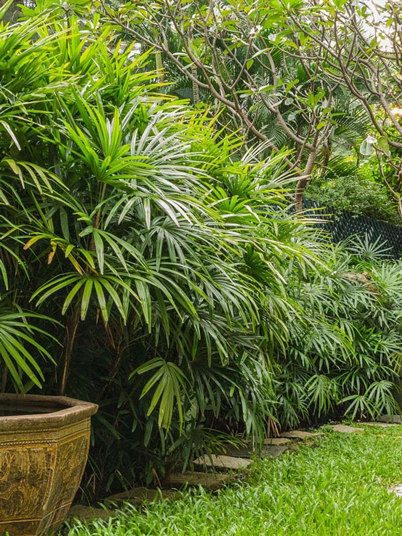 Lady Palm Lady Palm