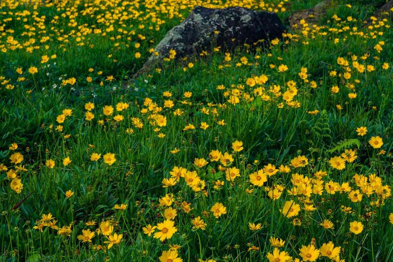 Lanceleaf Coreopsis Lanceleaf Coreopsis