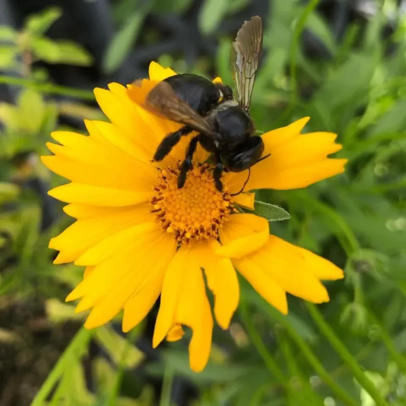 Lanceleaf Tickseed Lanceleaf Tickseed