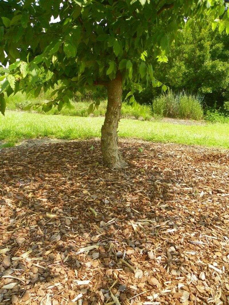 Landscape beds that can use leaf mulch