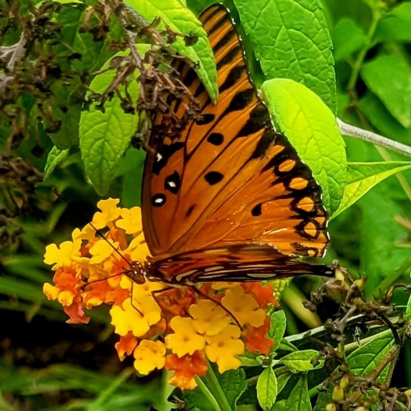 Lantana