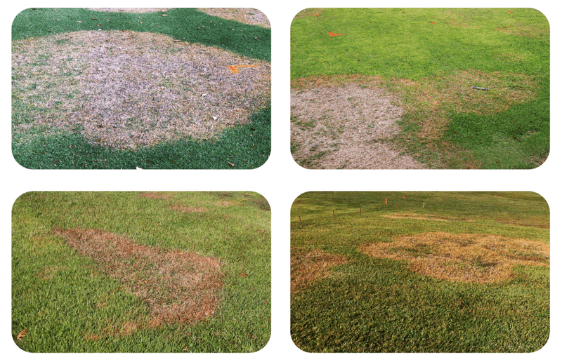 Large patch has clues beyond a brown circle