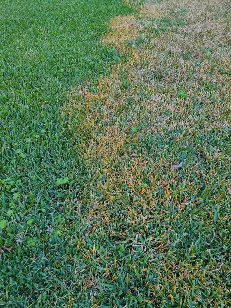 Large patch is the clearest term for this disease on St. Augustinegrass Large patch is the clearest term for this disease on St. Augustinegrass
