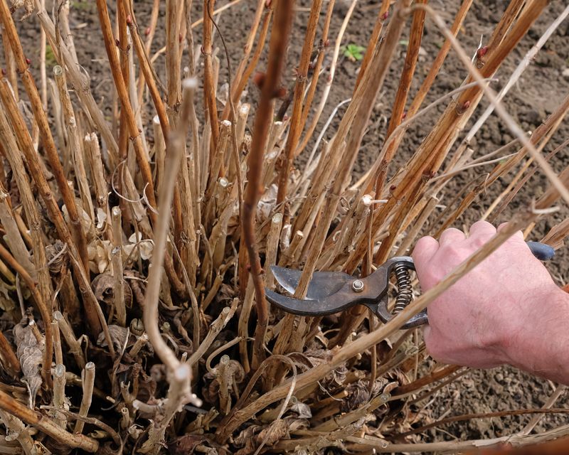 Larger Smooth Hydrangea Blooms Call for Spring Pruning Larger Smooth Hydrangea Blooms Call for Spring Pruning