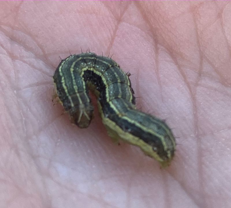 Larva size matters when considering treatment Larva size matters when considering treatment