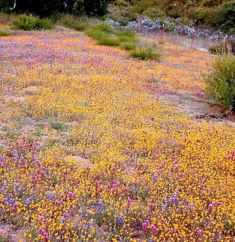 Las Pilitas Nursery, Santa Margarita