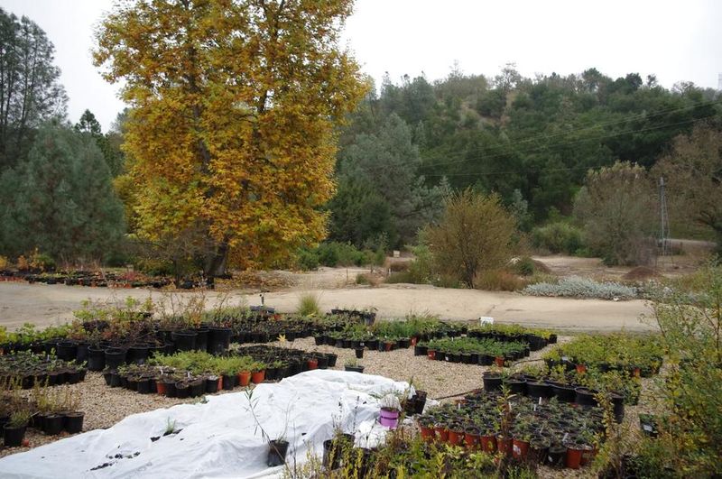 Las Pilitas Nursery, Santa Margarita