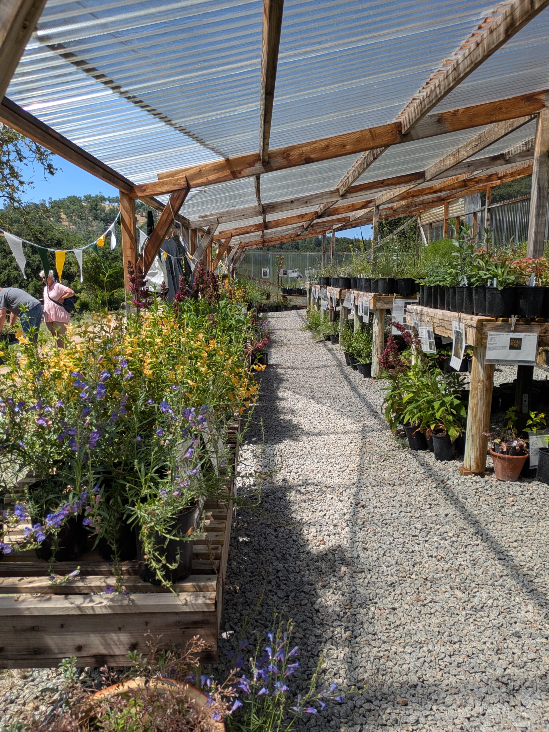 Las Pilitas Nursery