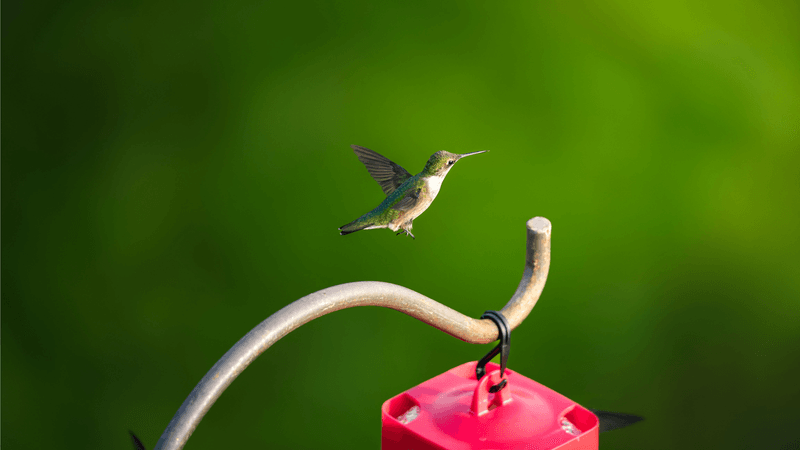 Late October can still be feeder season in parts of the South