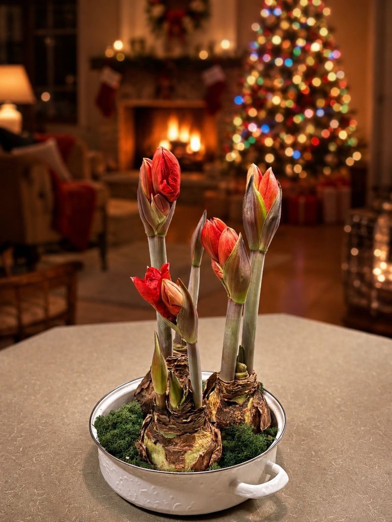 Late October offers a chance at Christmas blooms, not a guarantee