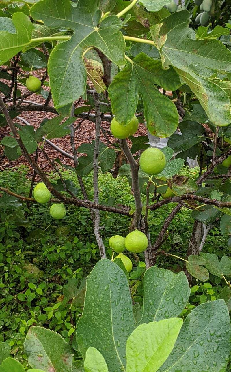 Late figs need enough warm time to finish Late figs need enough warm time to finish
