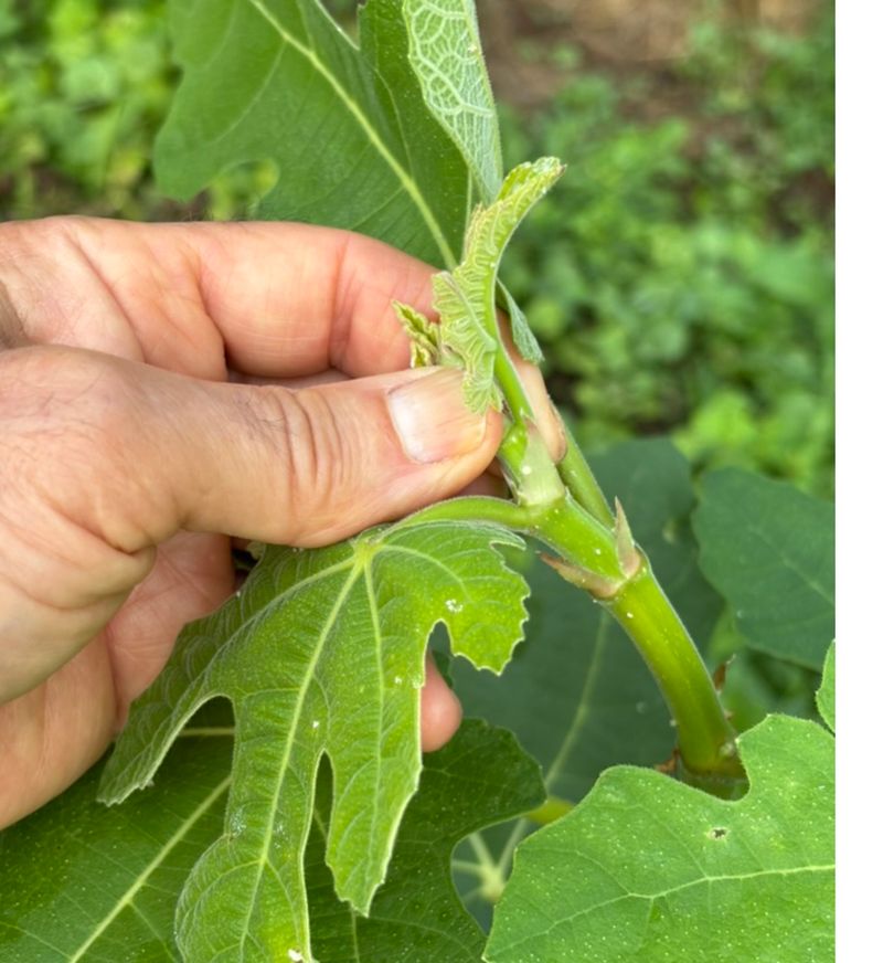 Late-season pinching is not proven to advance next year’s harvest