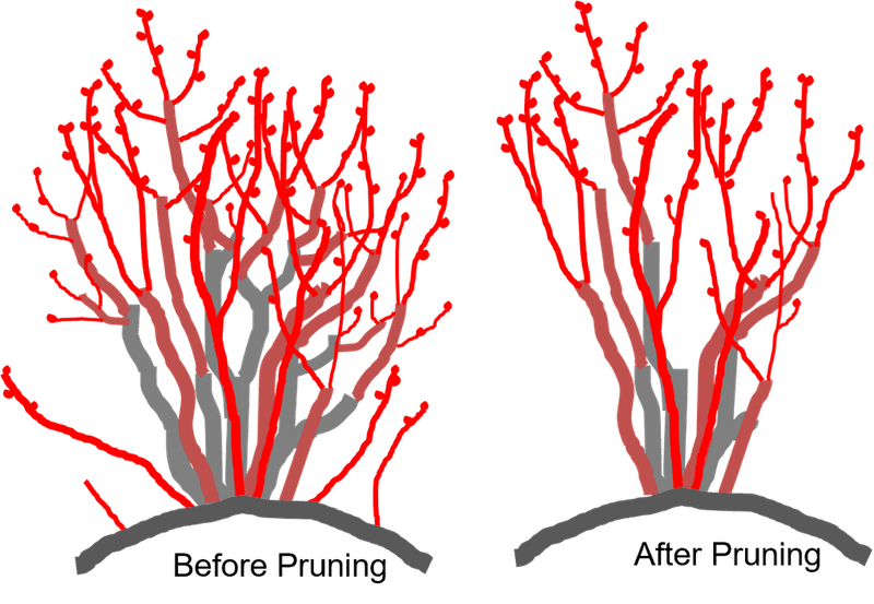 Late winter is the practical pruning window