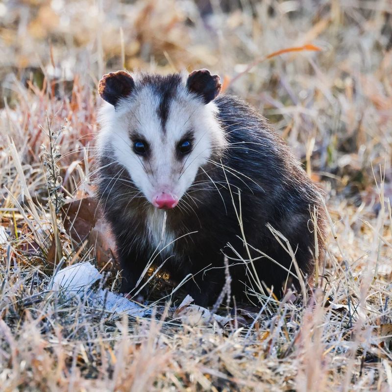 Later diet evidence does not support relying on opossums for tick control Later diet evidence does not support relying on opossums for tick control