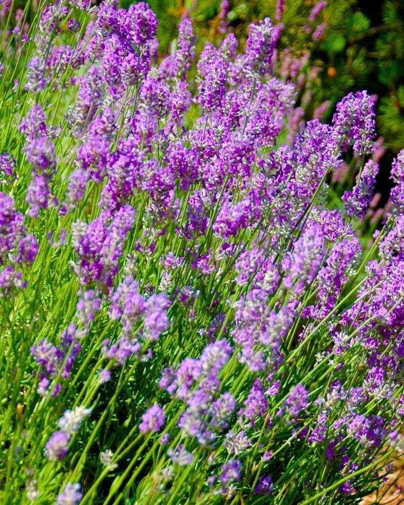 Lavender offers fragrance and flowers for the garden