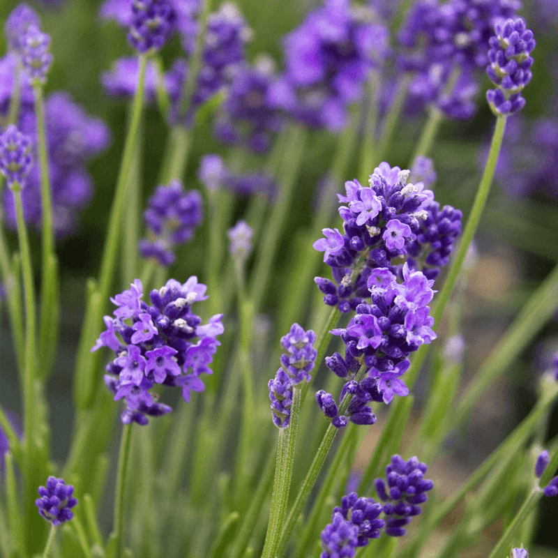 Lavender Lavender
