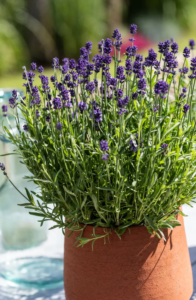 Lavender