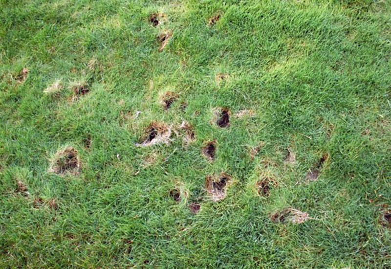 Lawn digging can point to food, but it is not a diagnosis
