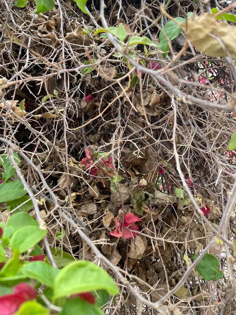 Leaf Drop Is a Clue, Not a Diagnosis
