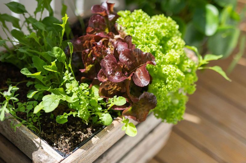 Leaf Lettuce Leaf Lettuce