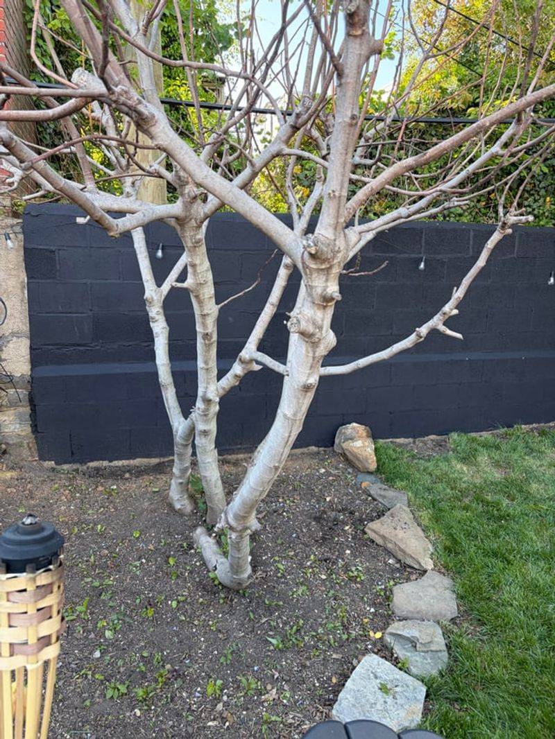 Leaf drop signals dormancy, not a universal start date