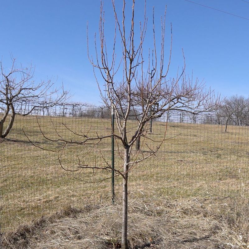 Leaf fall is not a cue for heavy pruning