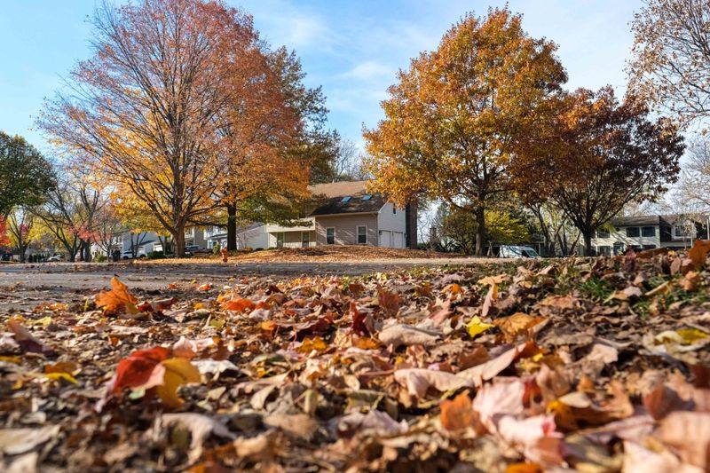 Leaf litter may help overwintering wildlife, but bee-specific evidence is limited