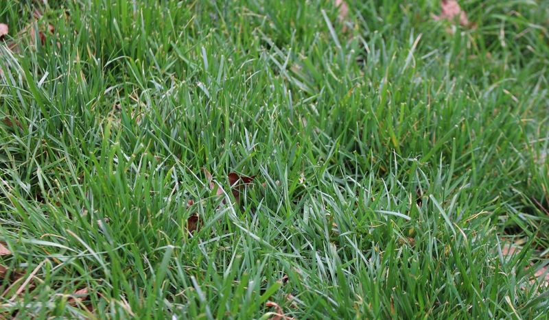 Leaf mulch is one part of fall lawn care