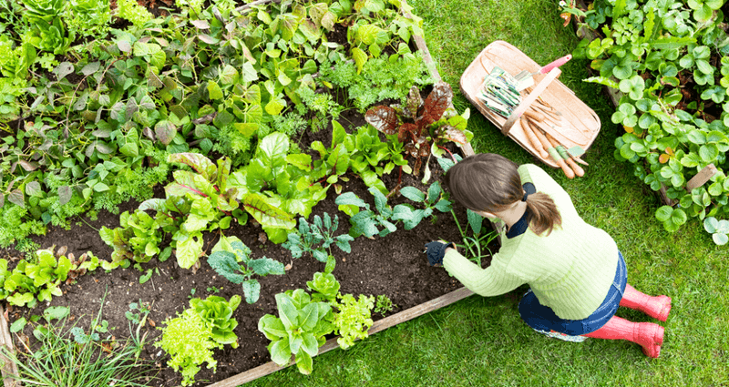 Leafy Greens and Lettuce