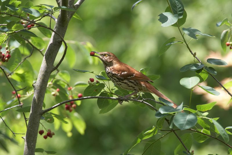 Leafy foliage offers the food and cover kinglets use Leafy foliage offers the food and cover kinglets use