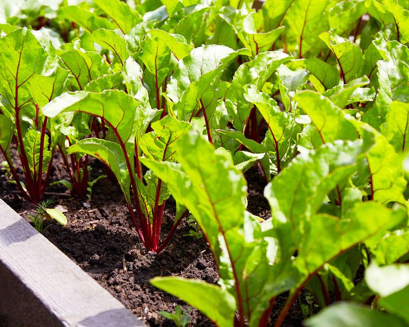 Leafy tops do not prove a nitrogen problem
