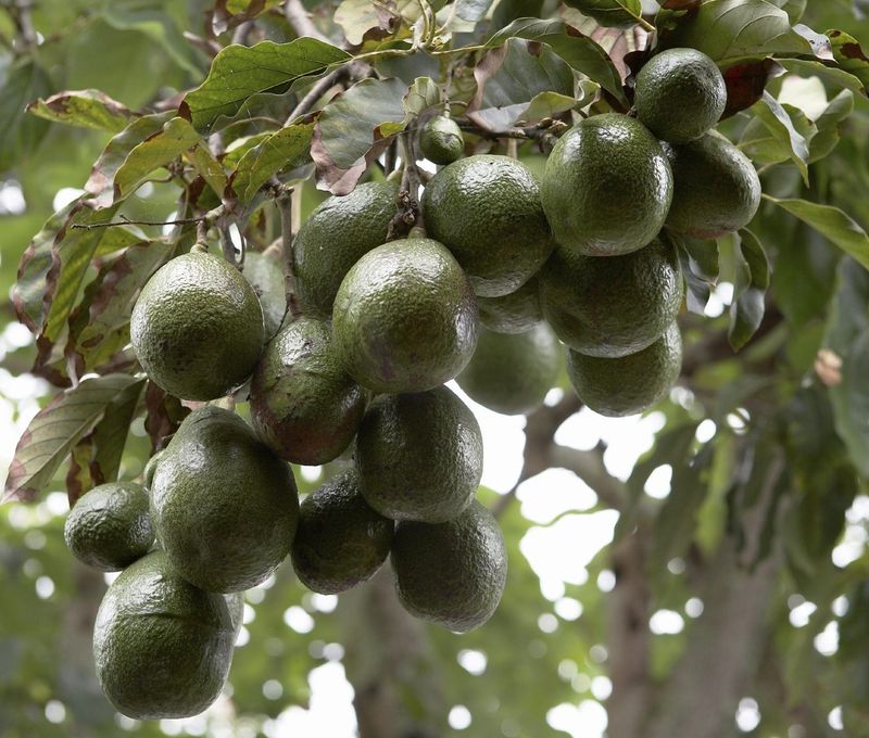 Learn Which Trees Are Most Tender