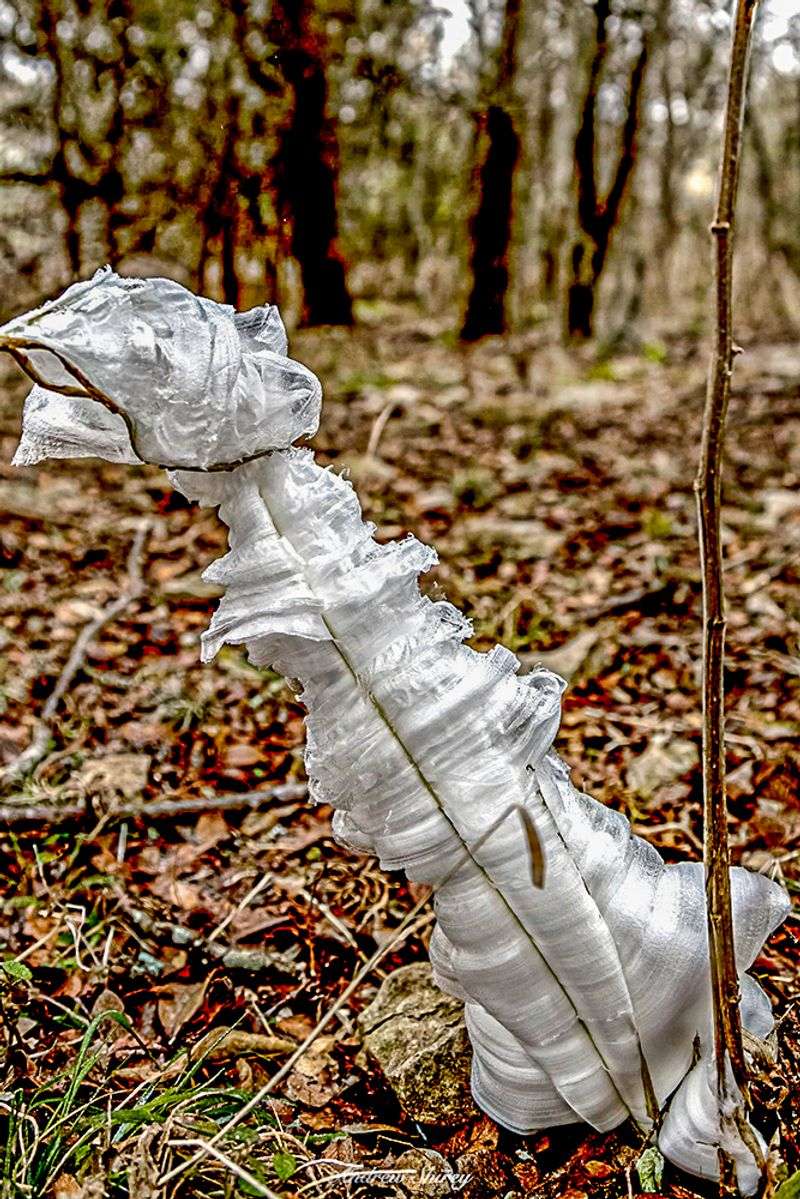 Leave Standing: Frostweed Leave Standing: Frostweed